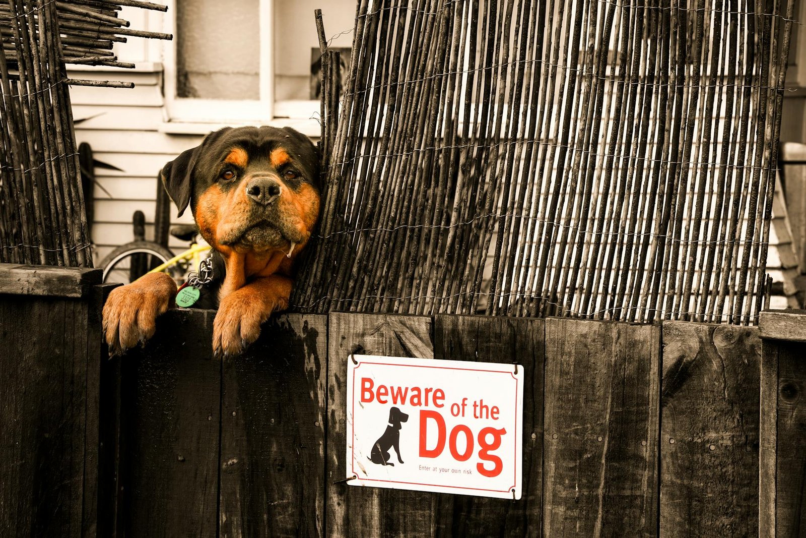 Rottweiler puppy peeking over fence with beware sign